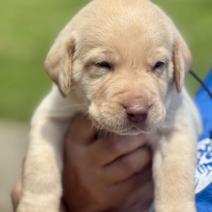 1st Pick  Yellow Male