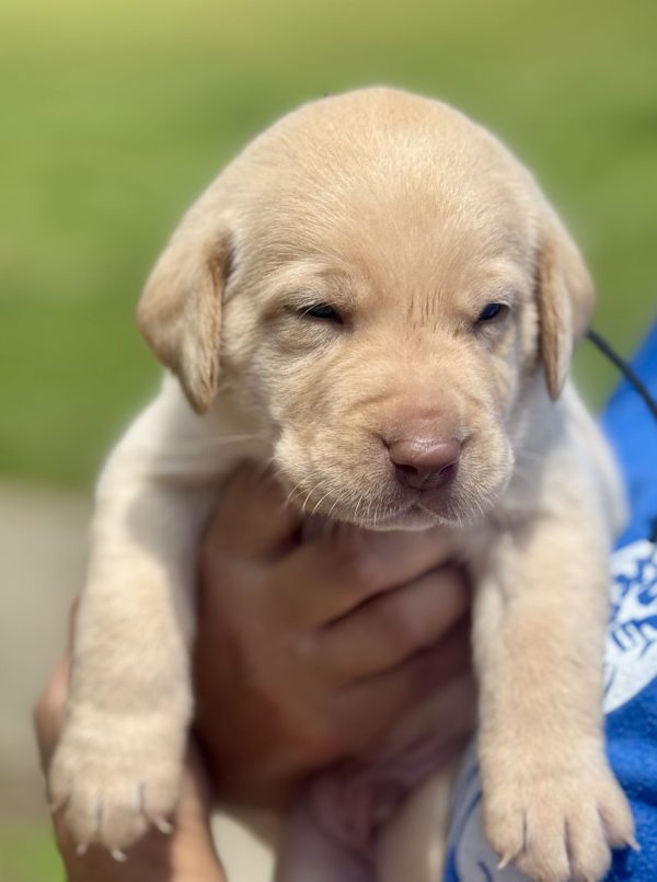 1st Pick  Yellow Male