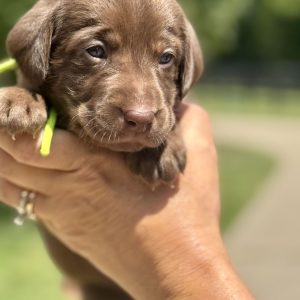 3rd Pick Female