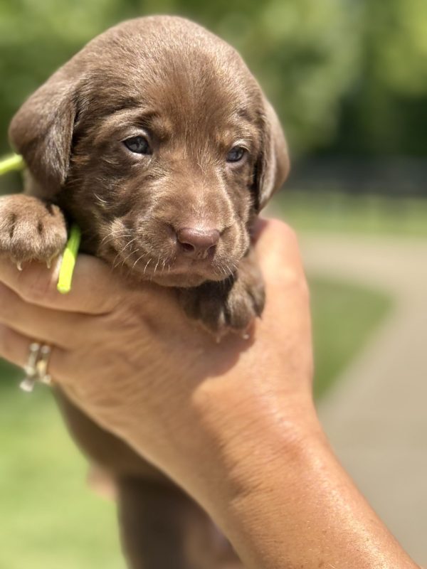 3rd Pick Female