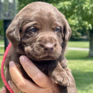 2nd Pick Female