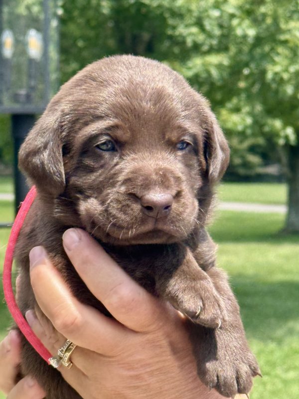 2nd Pick Female