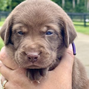 1st Pick Female