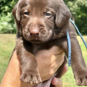 2nd Pick Chocolate Male
