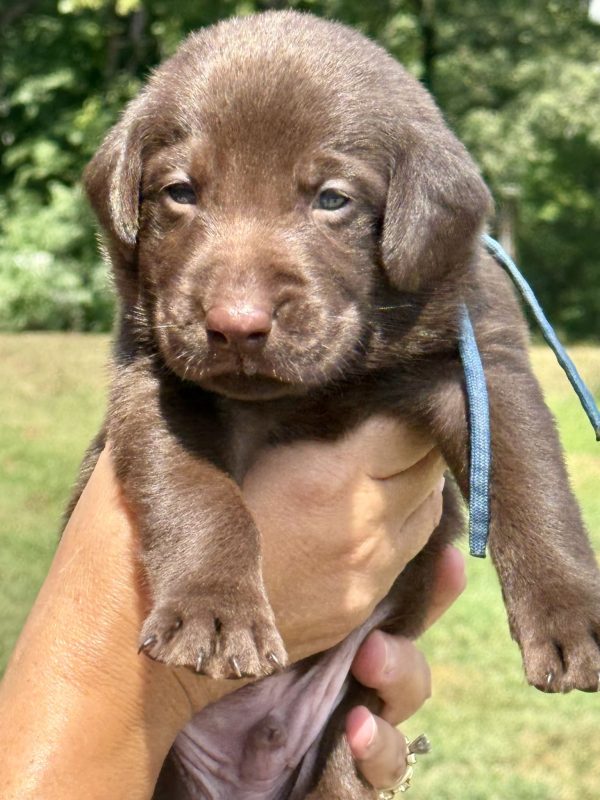 2nd Pick Chocolate Male