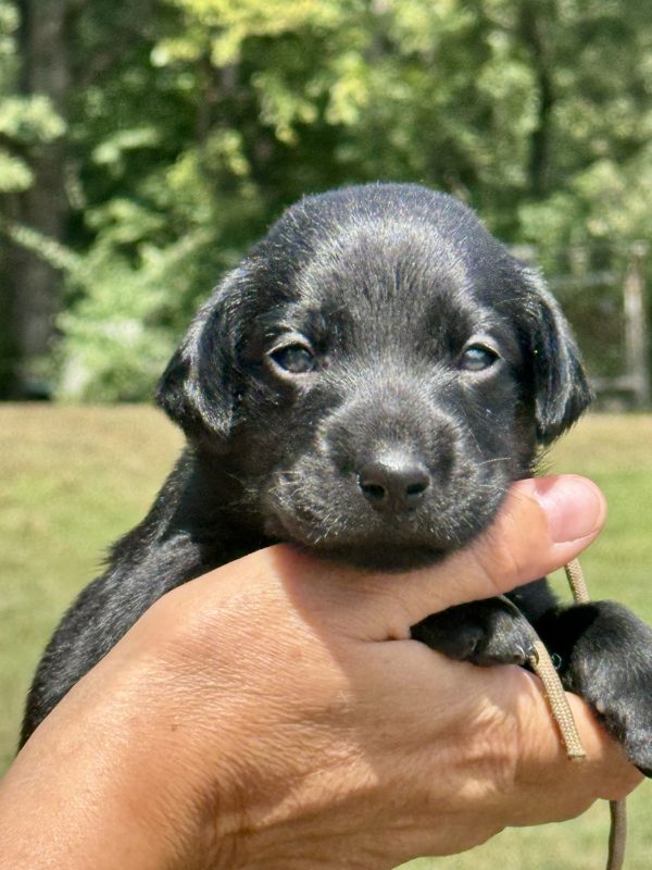 4th Pick Black Female