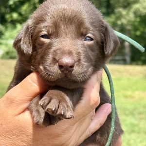 2nd Pick Chocolate Female