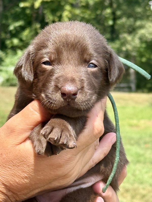 2nd Pick Chocolate Female