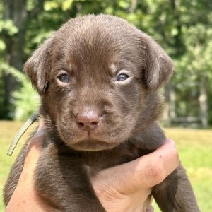 1st Pick Chocolate Male