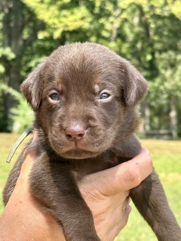 1st Pick Chocolate Male