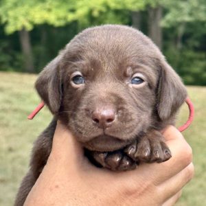 1st Pick Chocolate Female