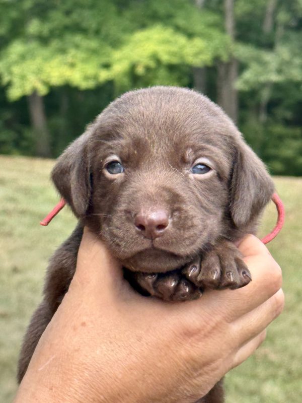 1st Pick Chocolate Female